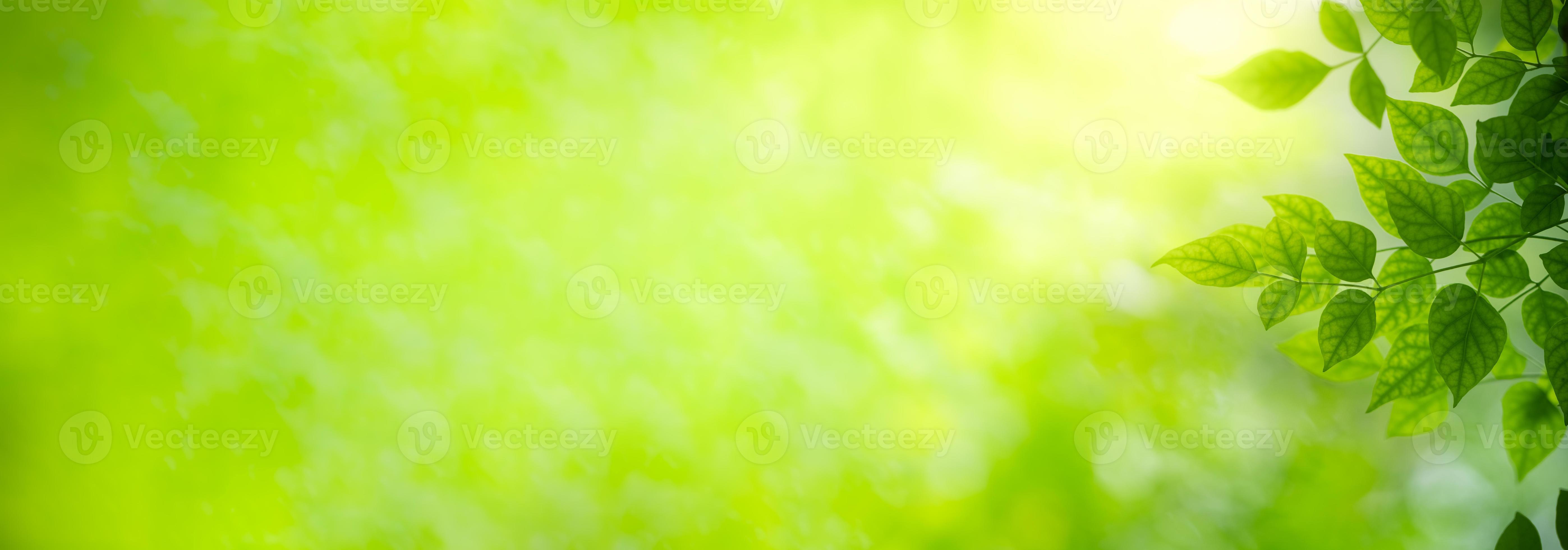 Closeup Nature View Of Green Leaf Background Stock Photo - Download Image  Now - Leaf, Backgrounds, Nature - iStock