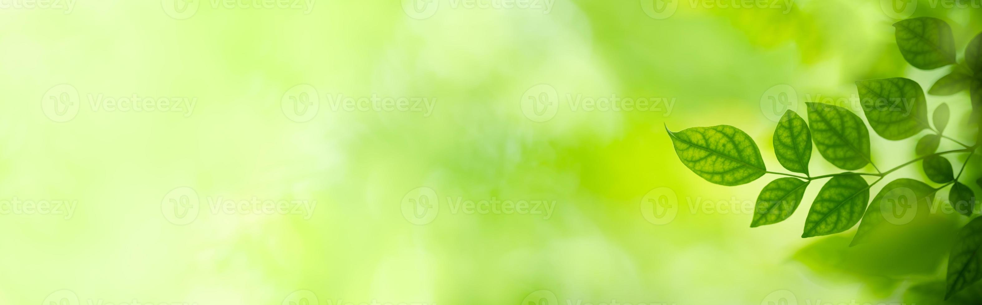 naturaleza de la hoja verde en el jardín en verano. plantas de hojas verdes  naturales que usan como fondo de primavera portada vegetación medio  ambiente ecología papel tapiz 6640538 Foto de stock