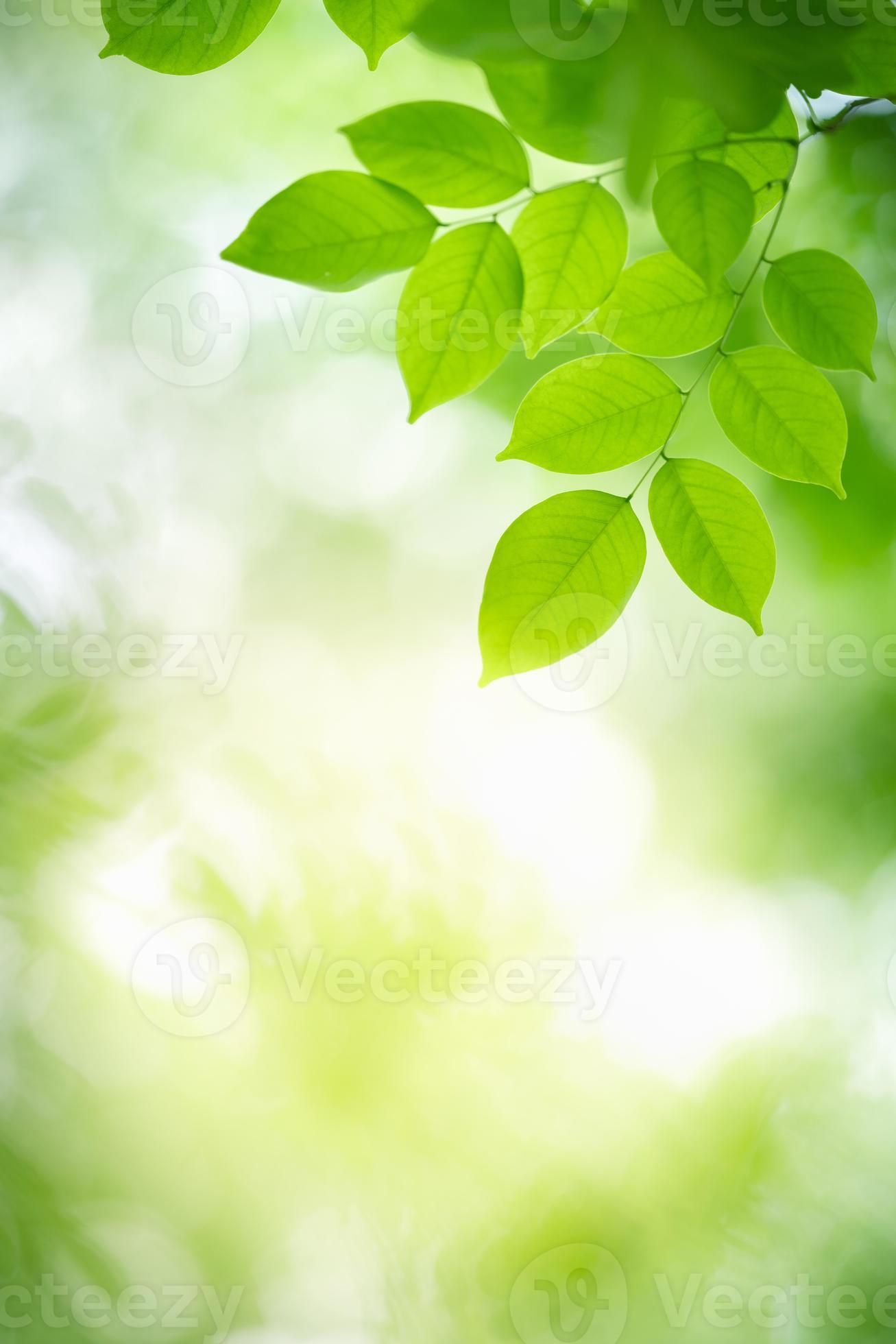 Green leaves pattern background, natural background and wallpaper. Nature  of green leaf in garden at summer. Natural green leaves plants using as  spring background. Vertical. Selective focus. Photos | Adobe Stock