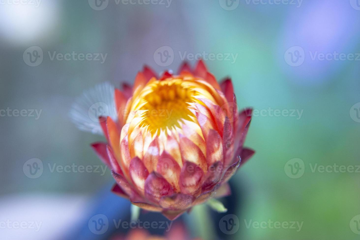 A striking image of pollen on a blurred background of petals photo