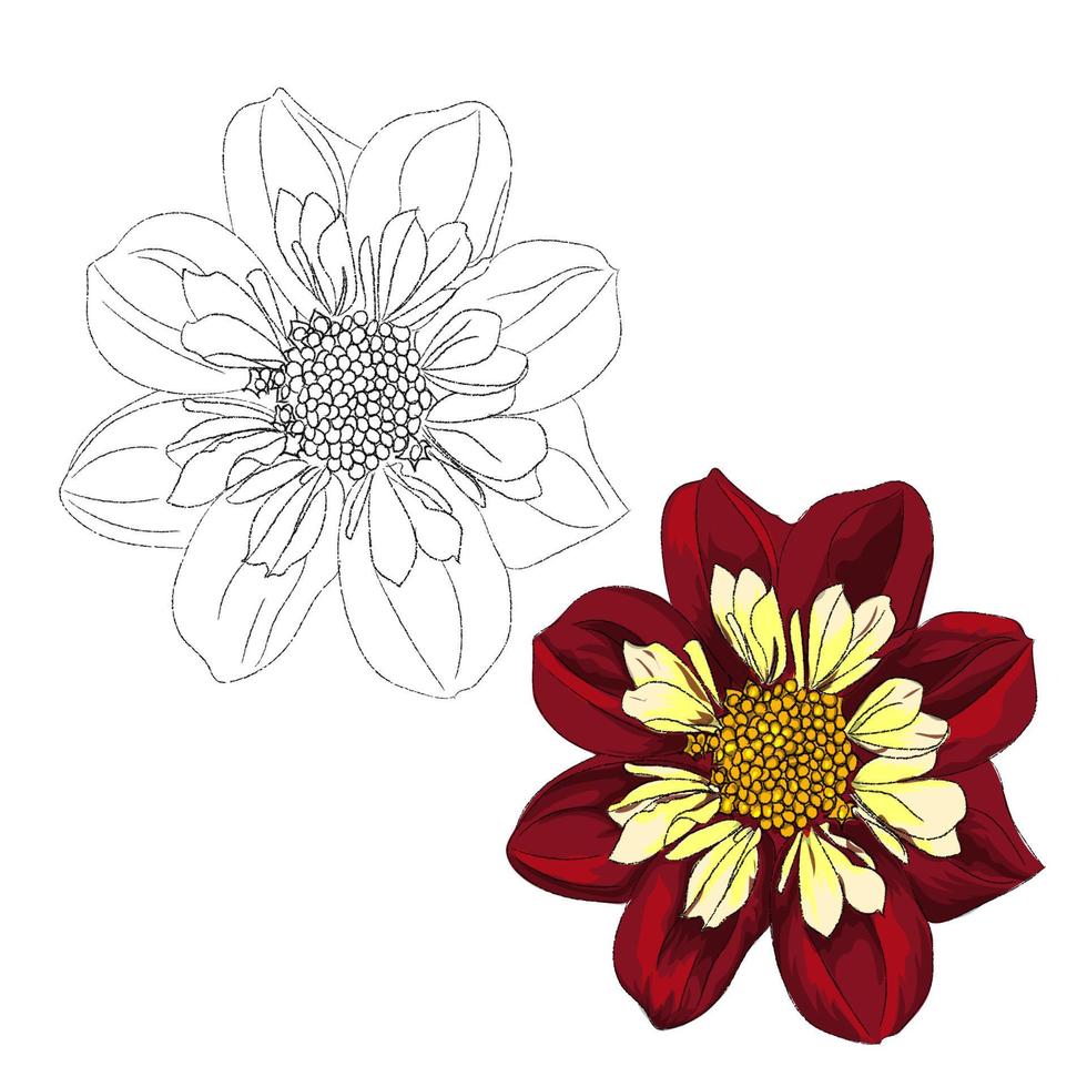 flores de primavera vectoriales sobre un fondo blanco. vector