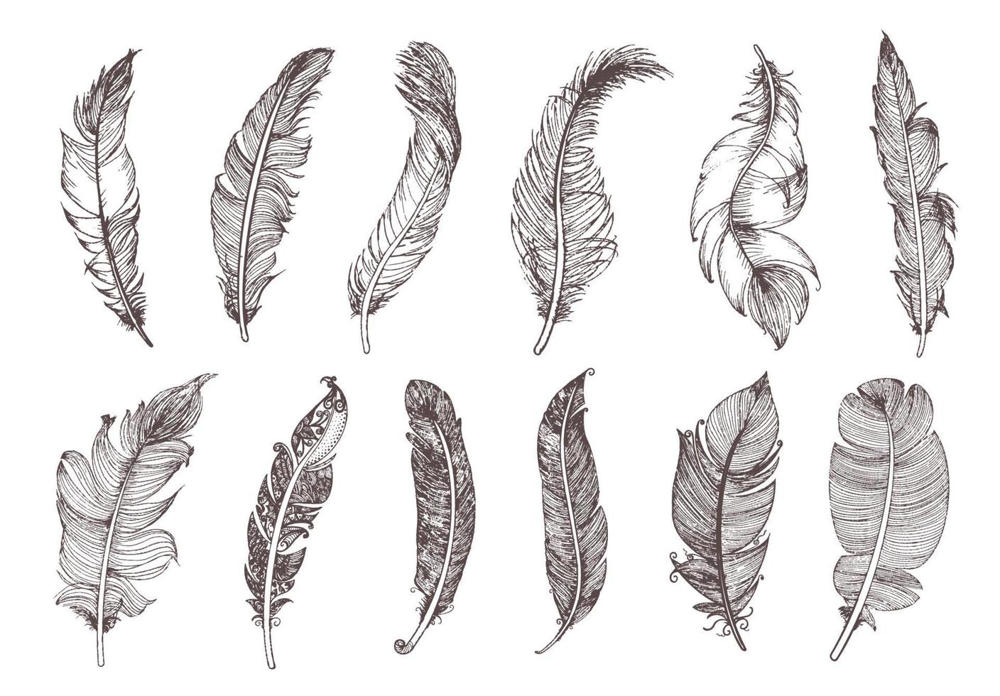 conjunto de plumas vintage dibujadas a mano. ilustración vectorial vector
