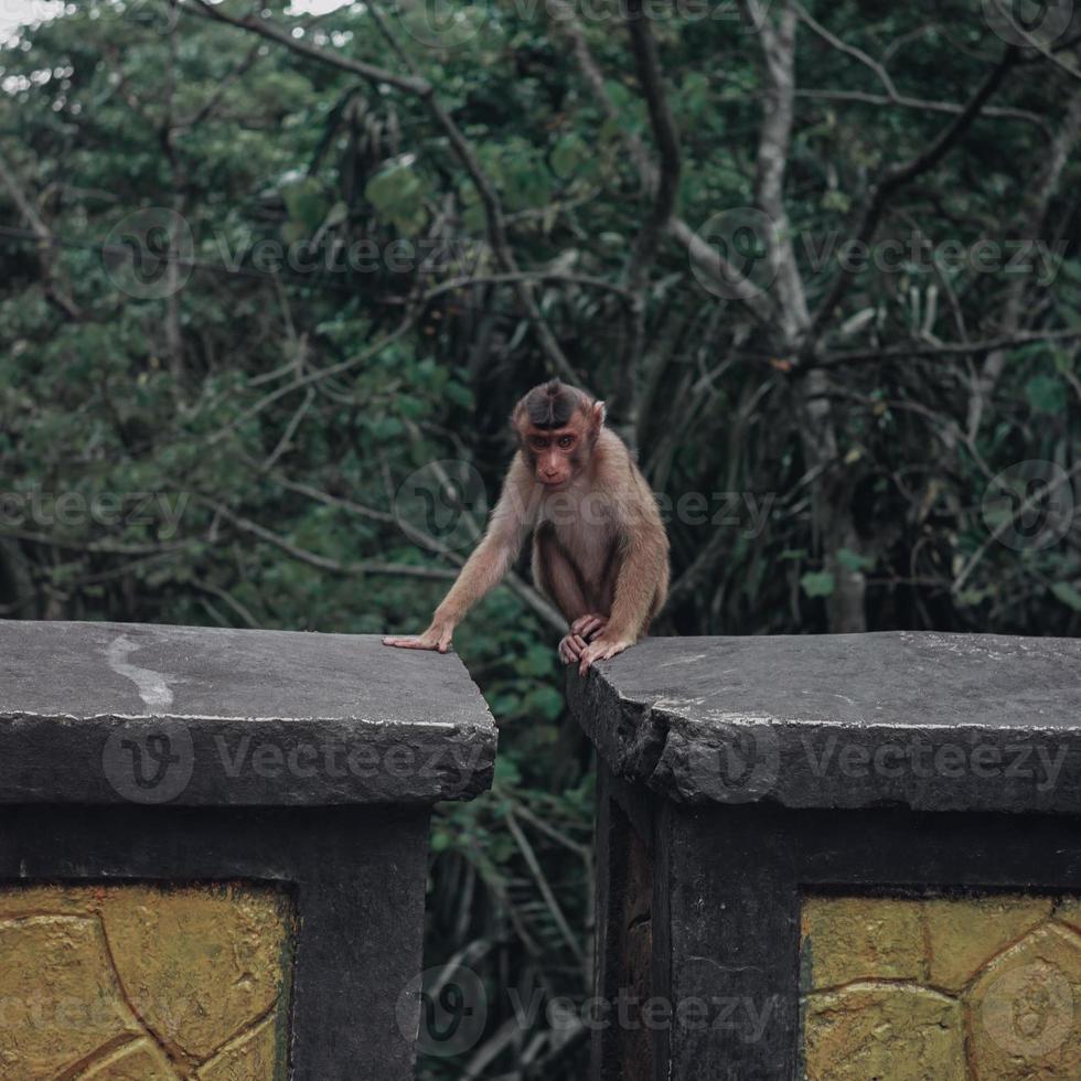 sitting monkey on the rock photo