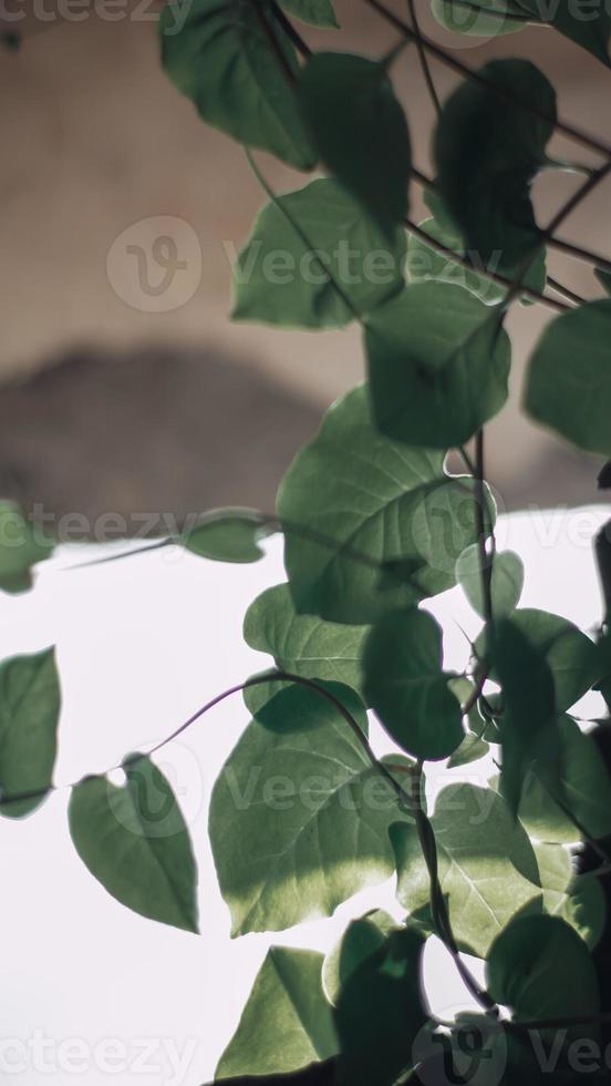 leaf in the branch photo