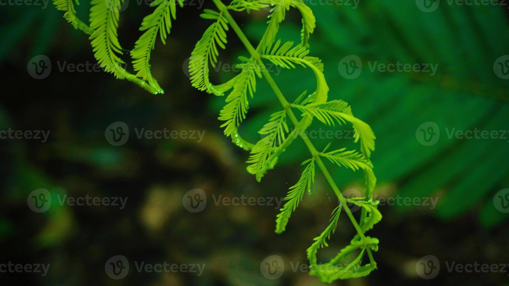 green fern leaves 6641699 Stock Photo at Vecteezy