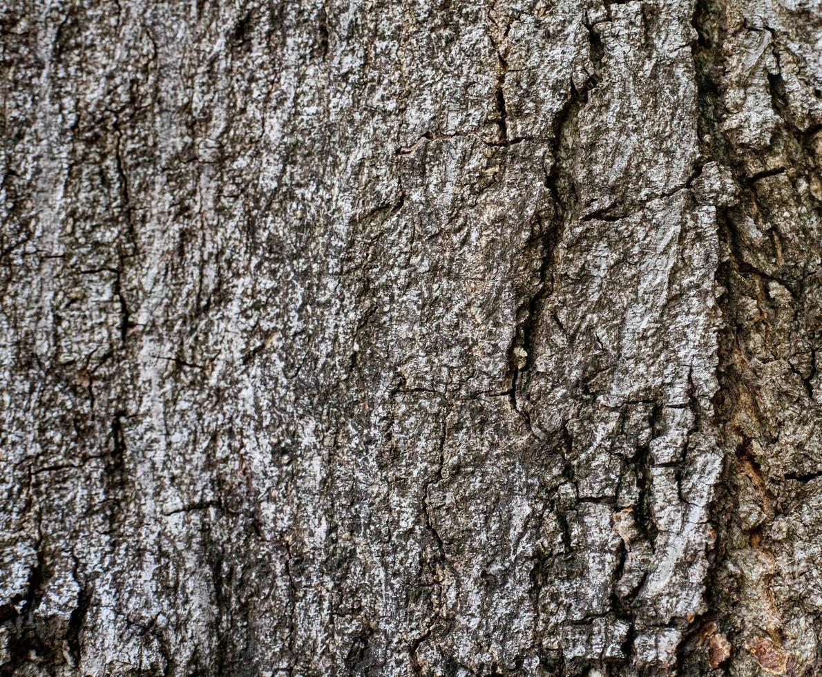 Fondo de textura de corteza de árbol viejo foto