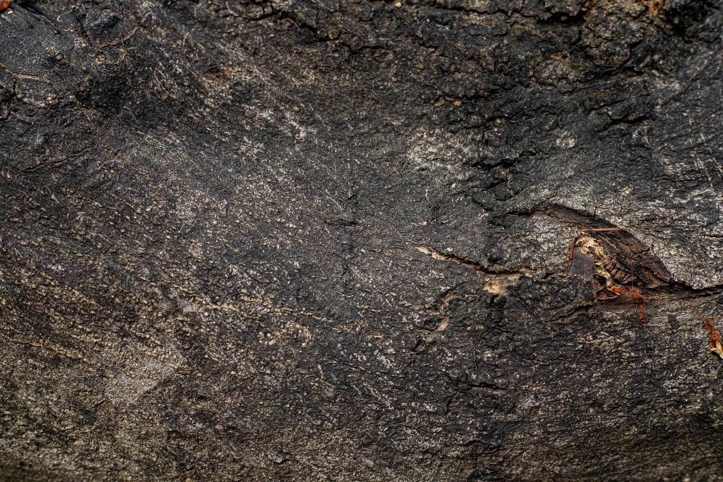 Old tree bark texture background photo