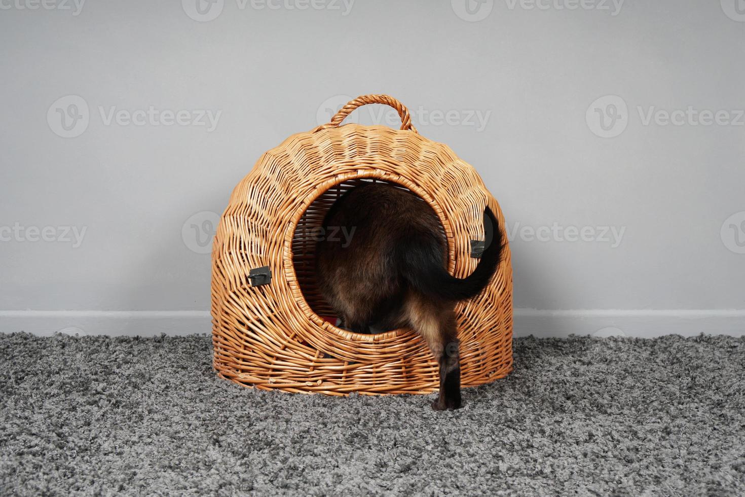 rear view of cat climbing into wicker basket photo