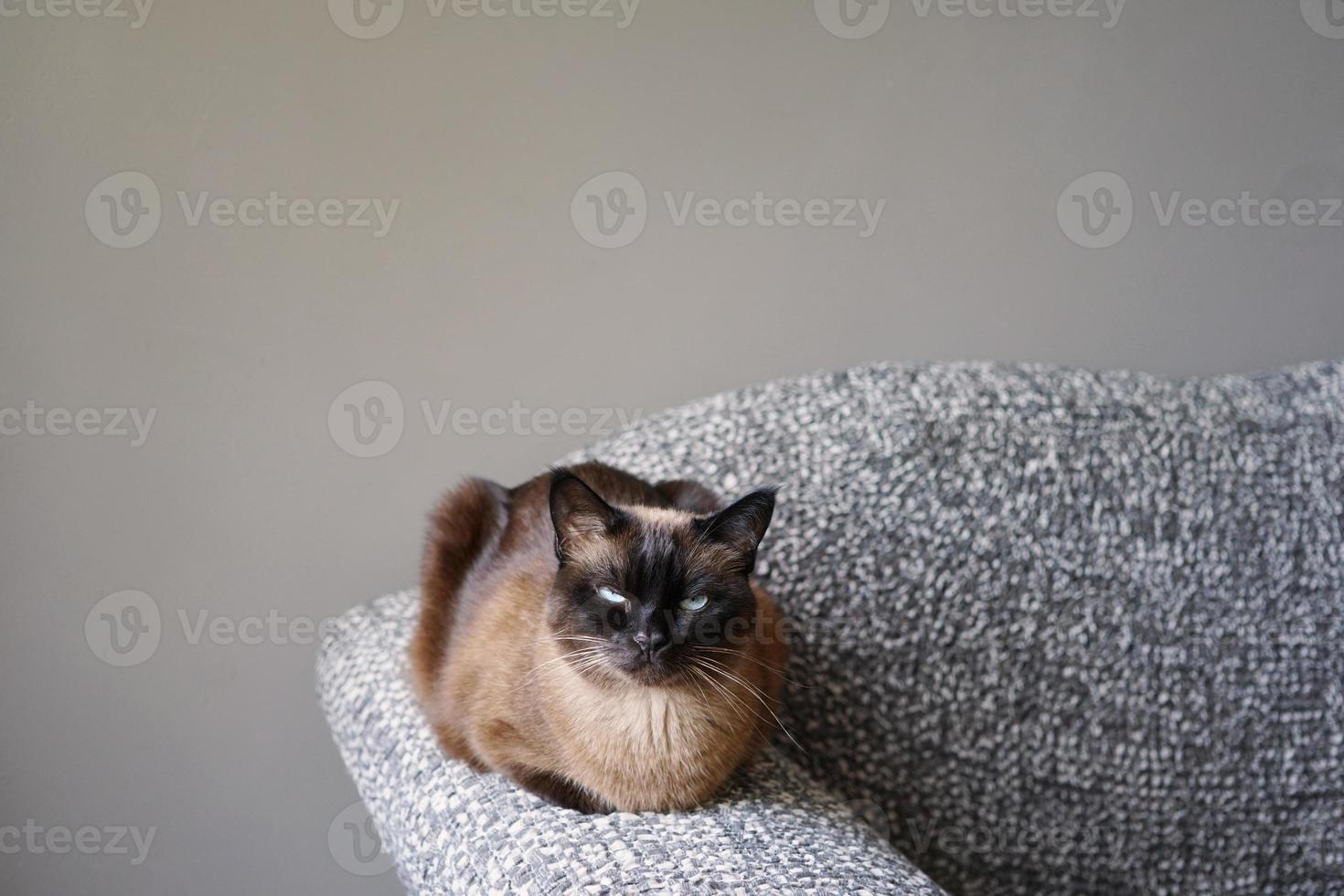 siamese cat resting on couch armrest in living room photo