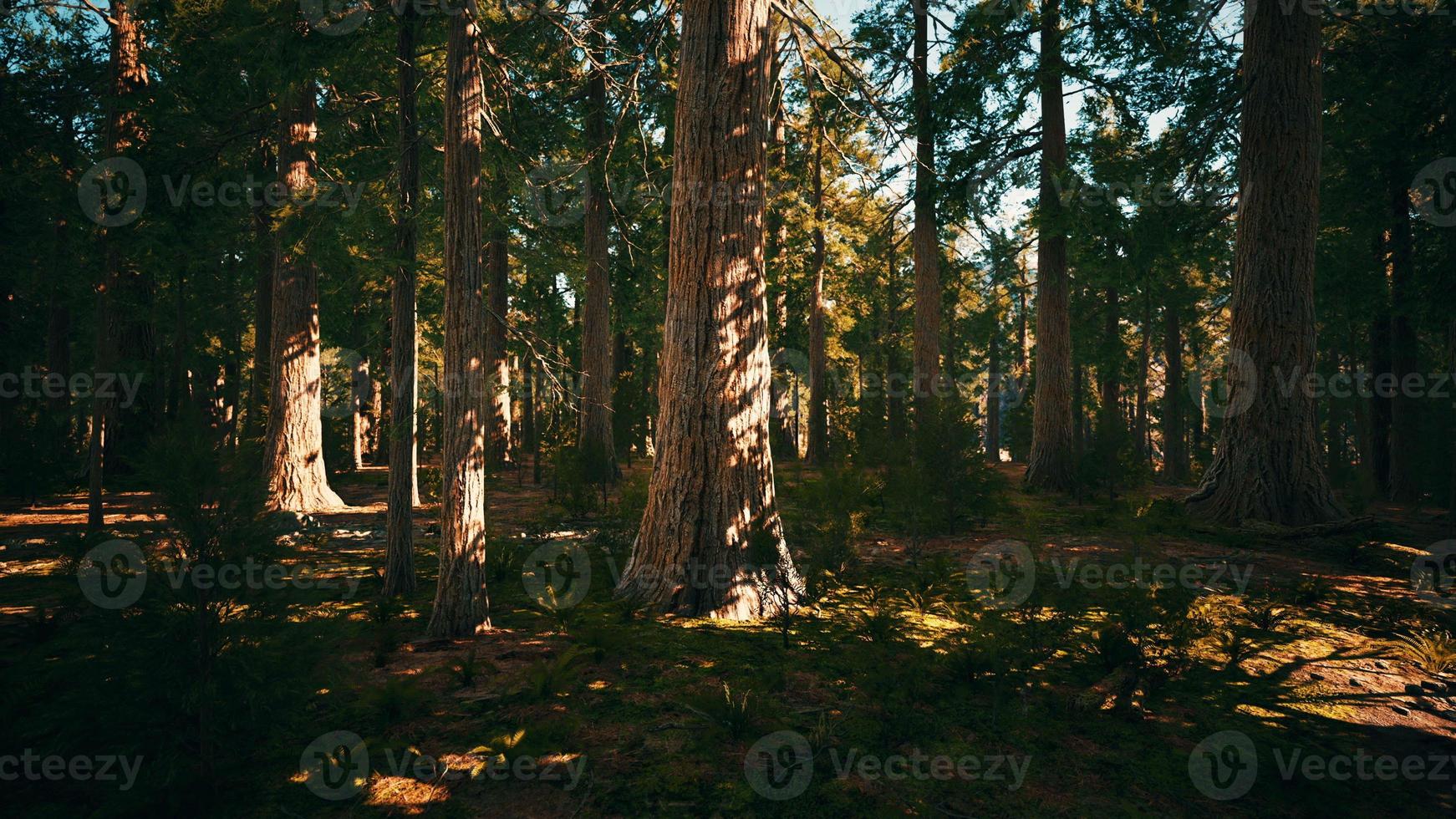 Scale of the giant sequoias of Sequoia National Park photo