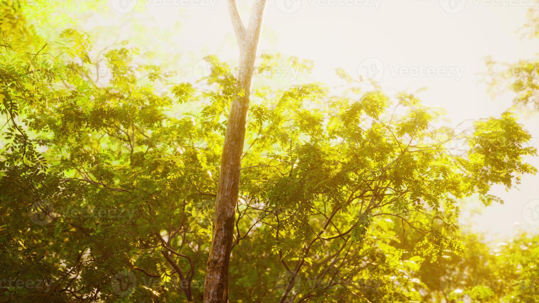 beautiful green forest glade in a light of sun photo