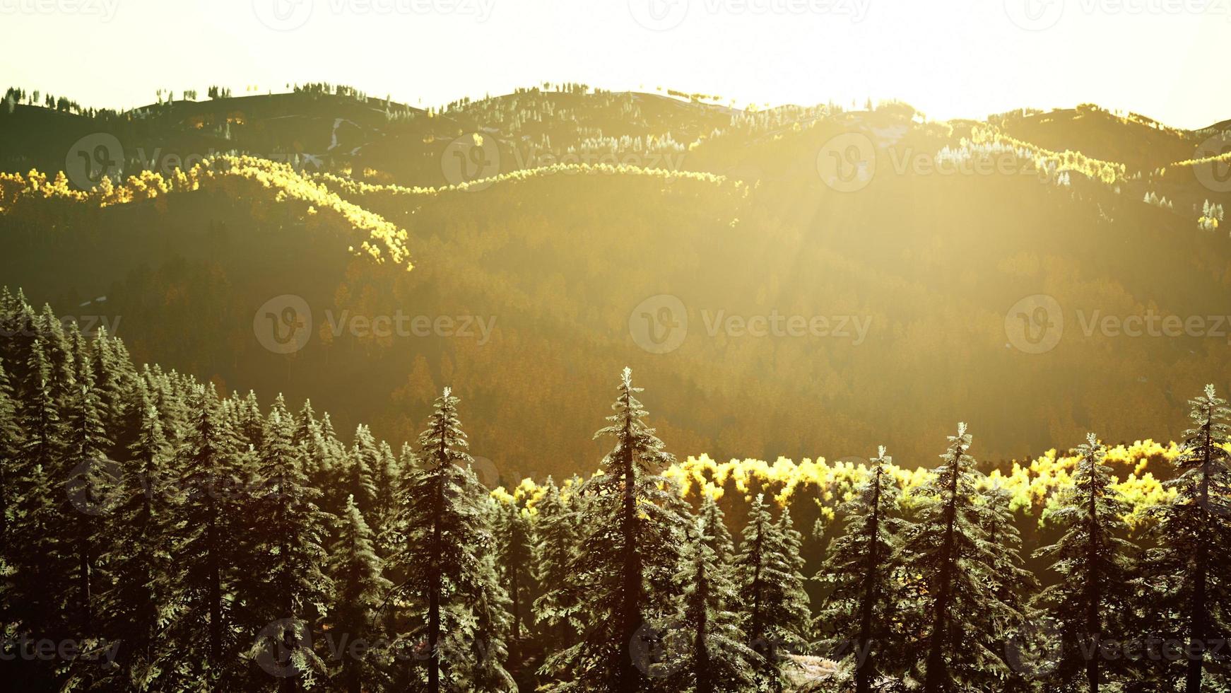 Autumn scandinavian like forest and landscape with vibrant autumn colors photo