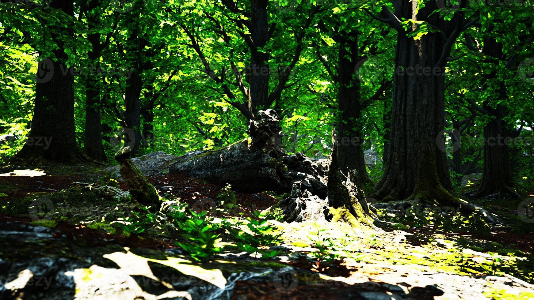 Trunk and stone covered with a green moss photo