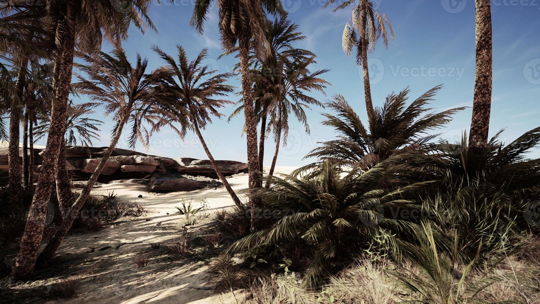 palmeras en el desierto del sahara foto