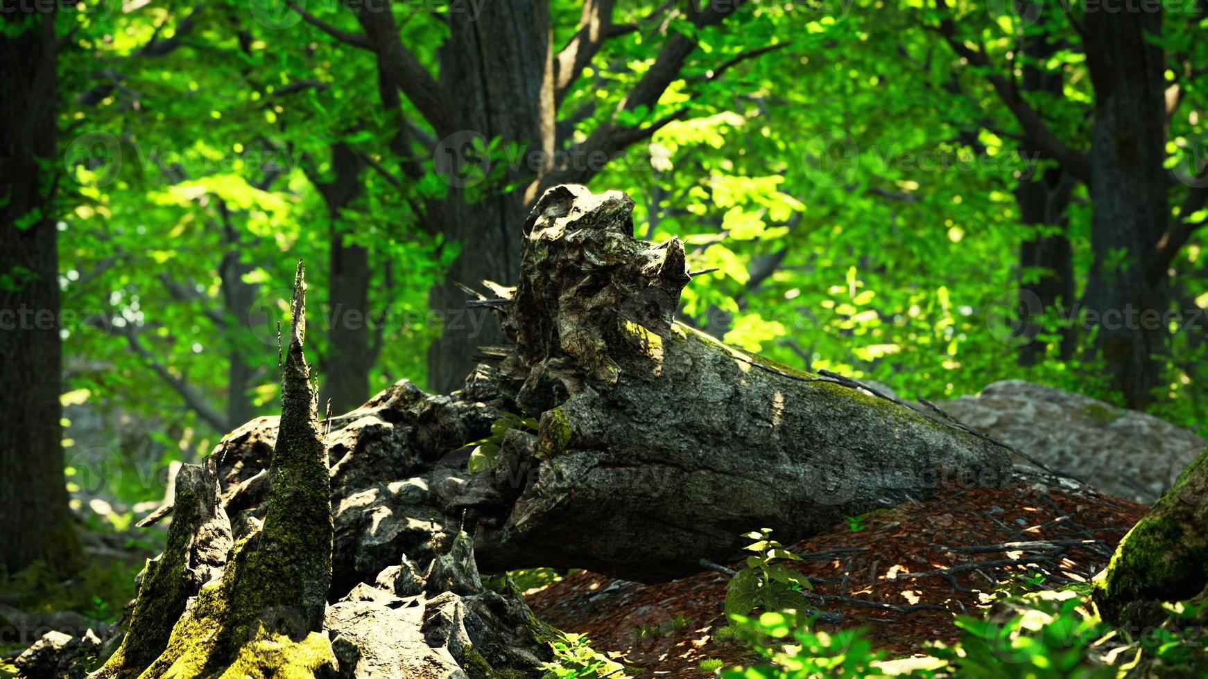 Forest landscape with old massive trees and mossy stones photo