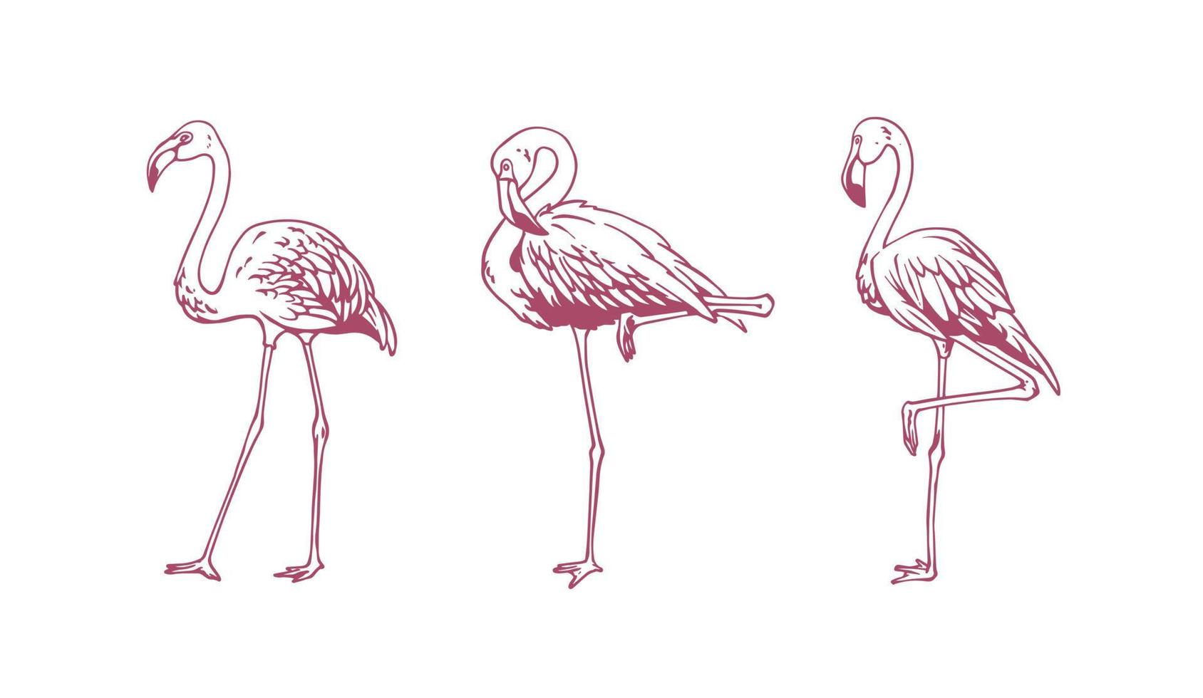 hand drawn flamingo vector