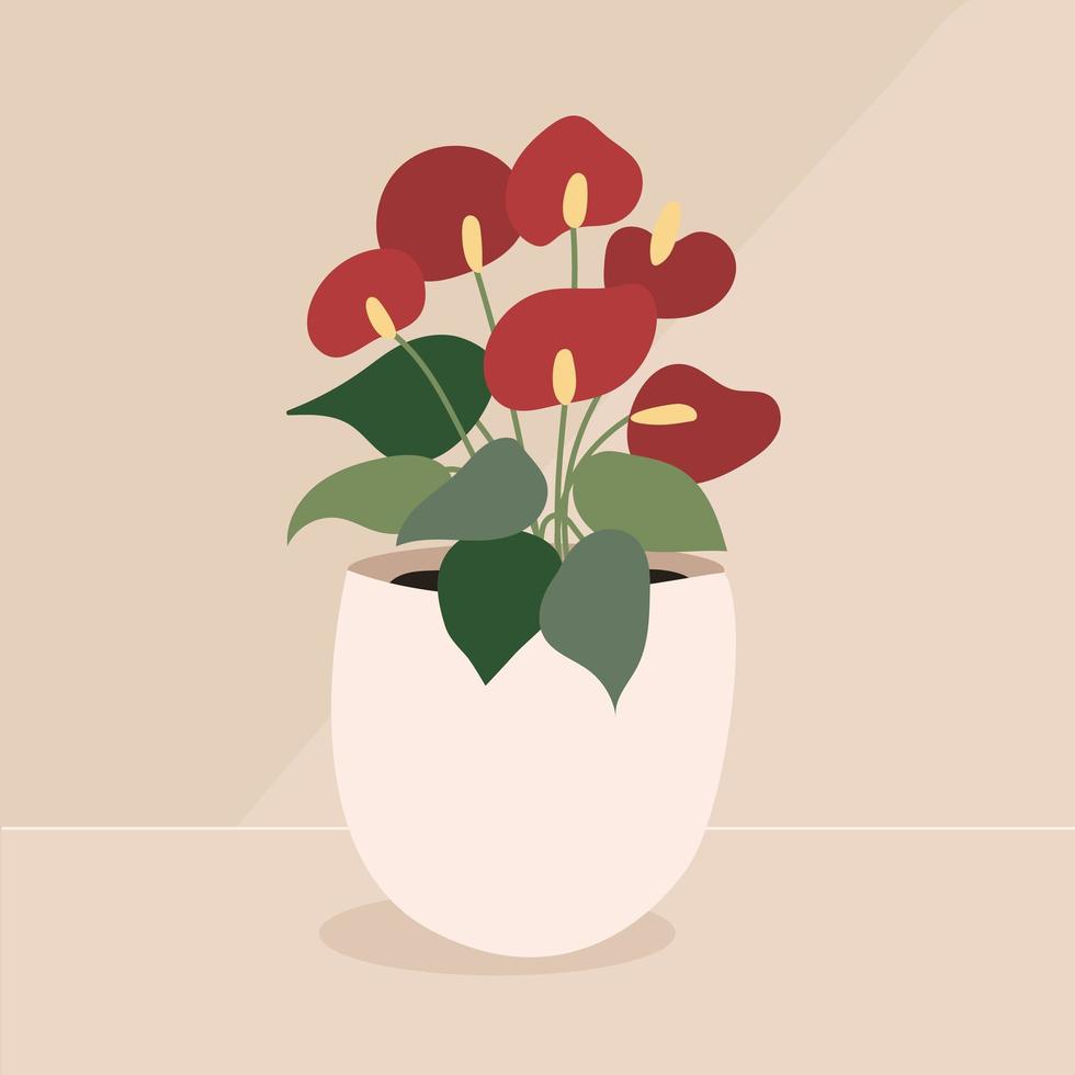 Flowering houseplant Anthurium andreanum. Red Anthurium andreanum flowers. vector illustration