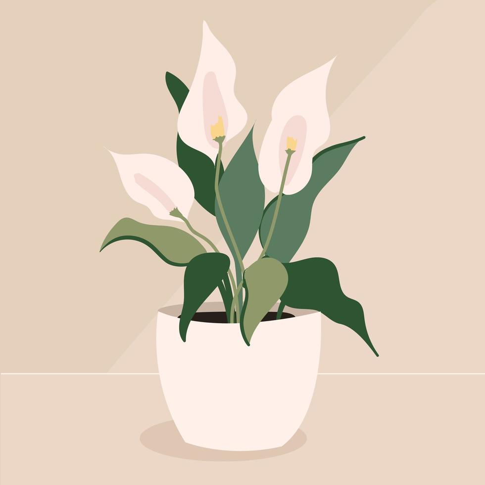 flowerpot spathiphyllum bright green leaves with white flowers, houseplant vector