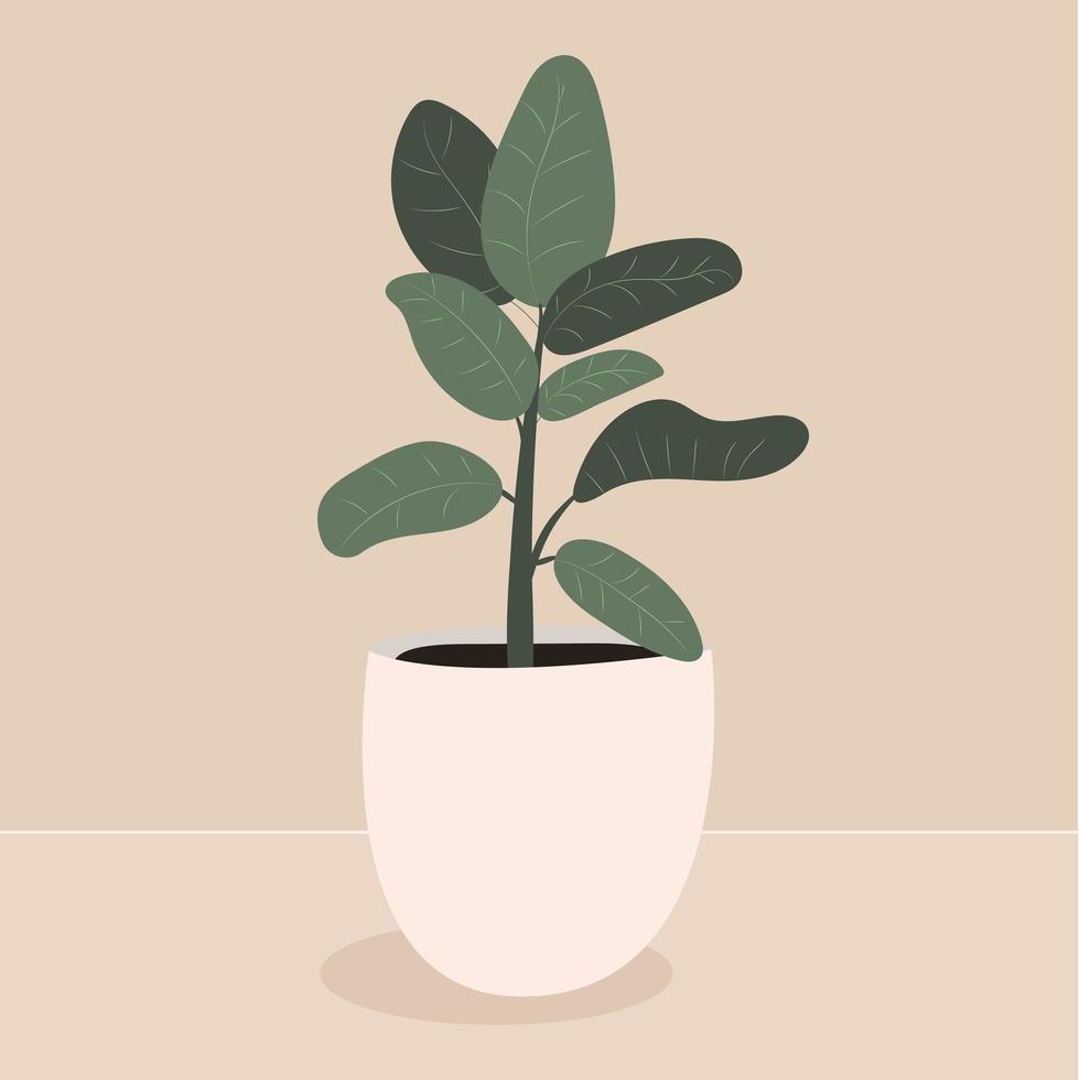 home plant in a white pot on a beige background. Vector illustration of ficus . A stylish design element of a houseplant for a modern room interior.