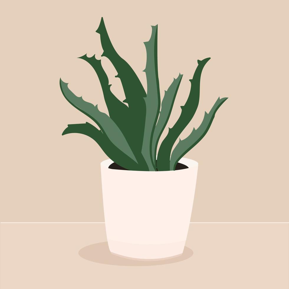 Aloe Vera home Plant with Thick Leaves as Medical Herb Vector Illustration