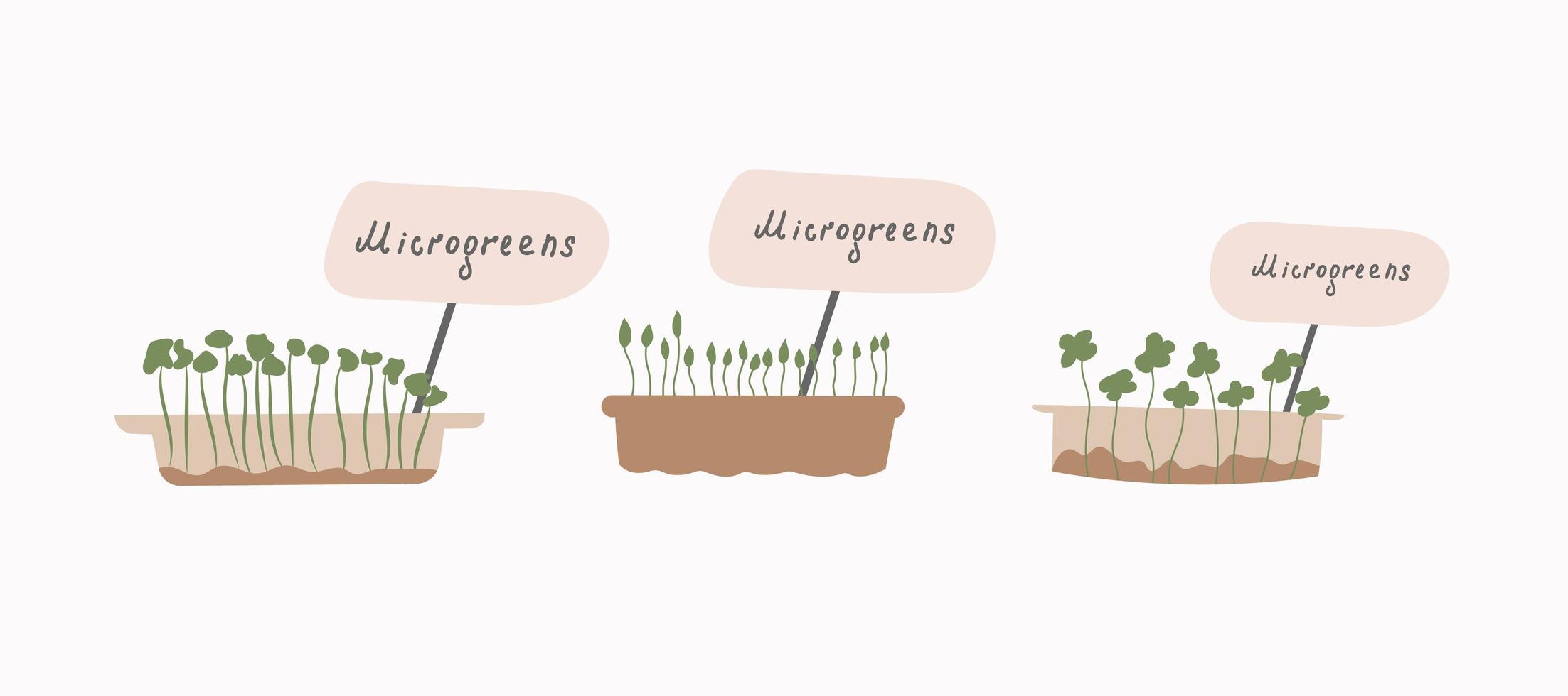 conjunto de micro-verdes. . el concepto de alimentación saludable. cultivar superalimentos en casa. ilustración plana vectorial. vector