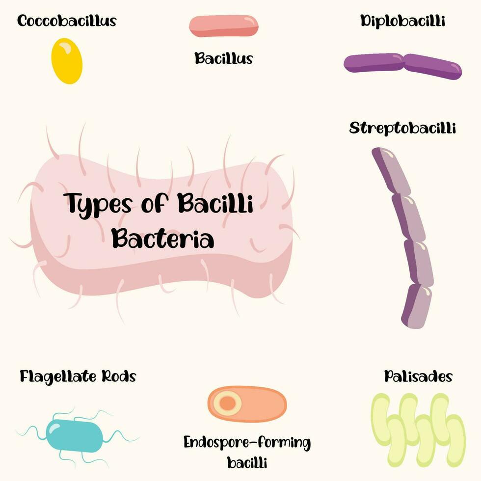 Bacillus Bacteria Diagram
