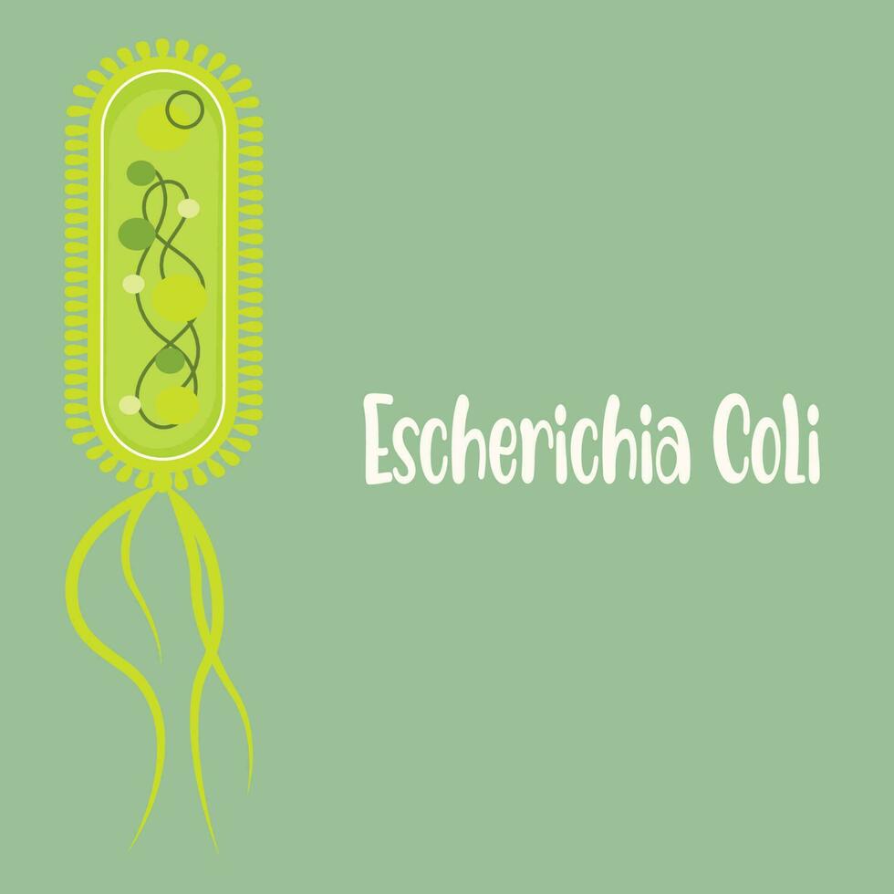 Illustration of Escherichia coli bacteria vector