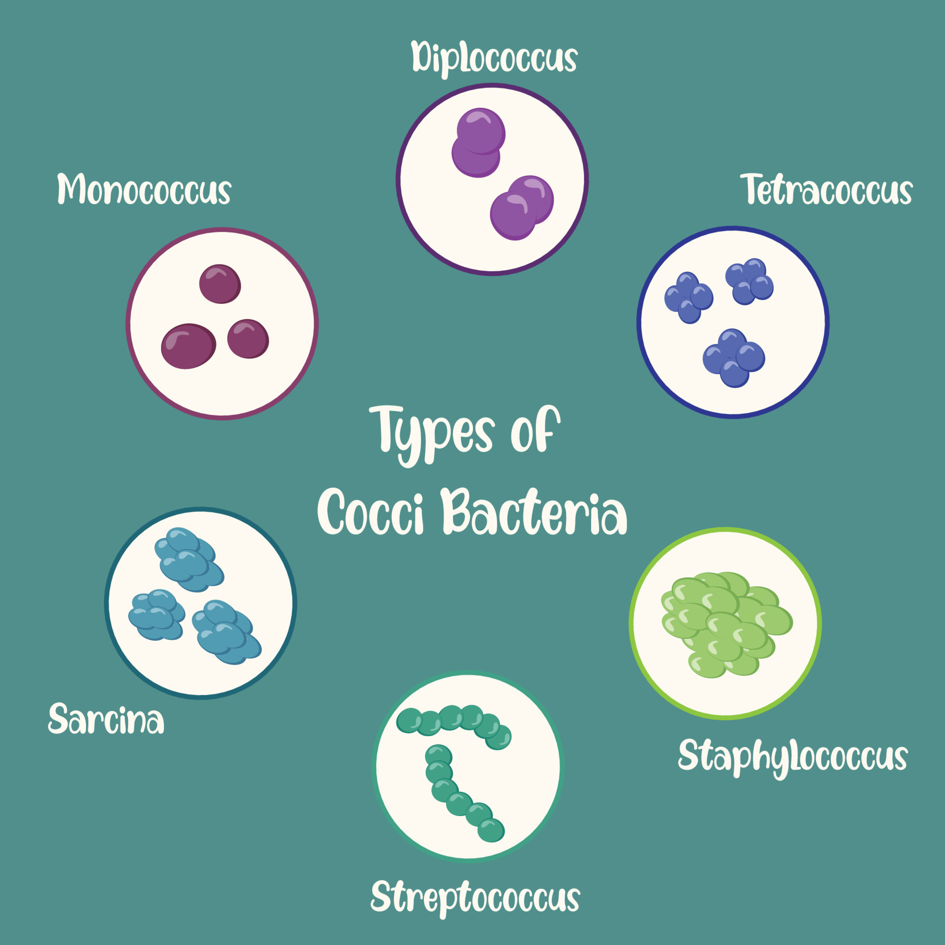 Types of Cocci Bacteria 6645989 Vector Art at Vecteezy