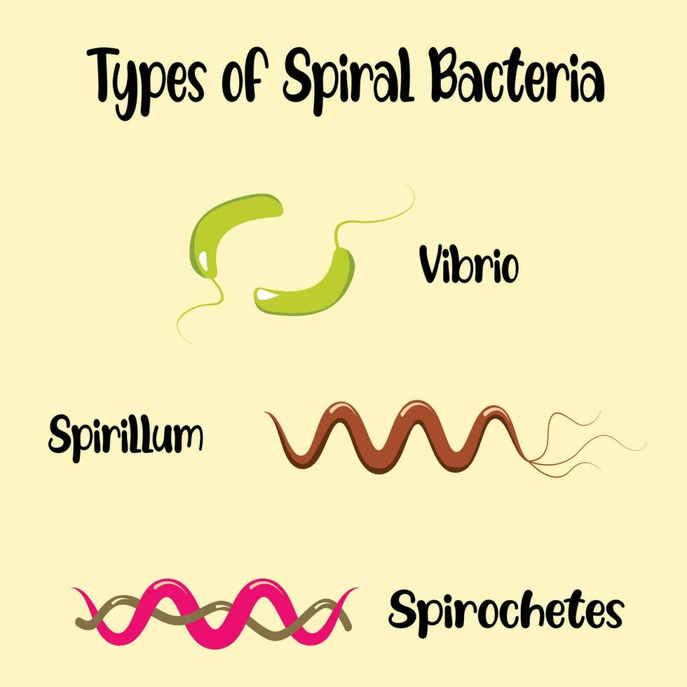 Morphology of spiral bacteria vector