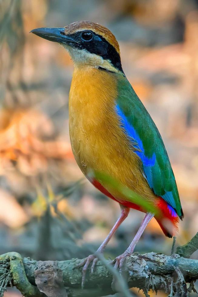Mangrove pitta sitting on a branch in the forest photo