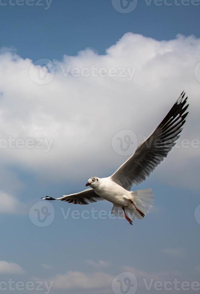Seagulls flying in the sky photo