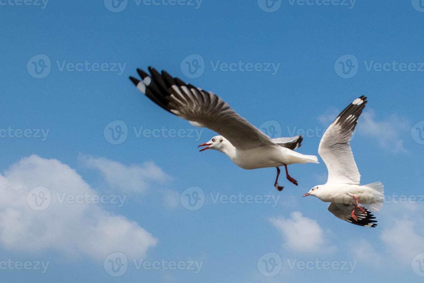 Seagulls flying in the sky photo