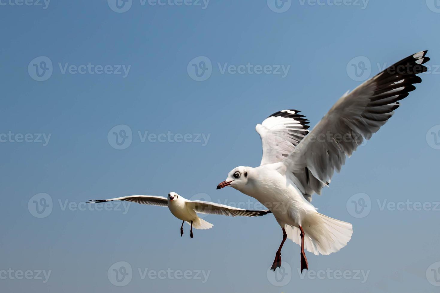 Seagulls flying in the sky photo