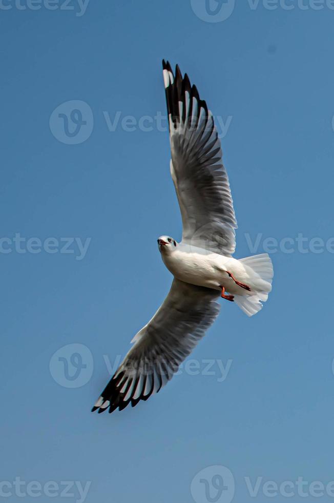 Seagulls flying in the sky photo