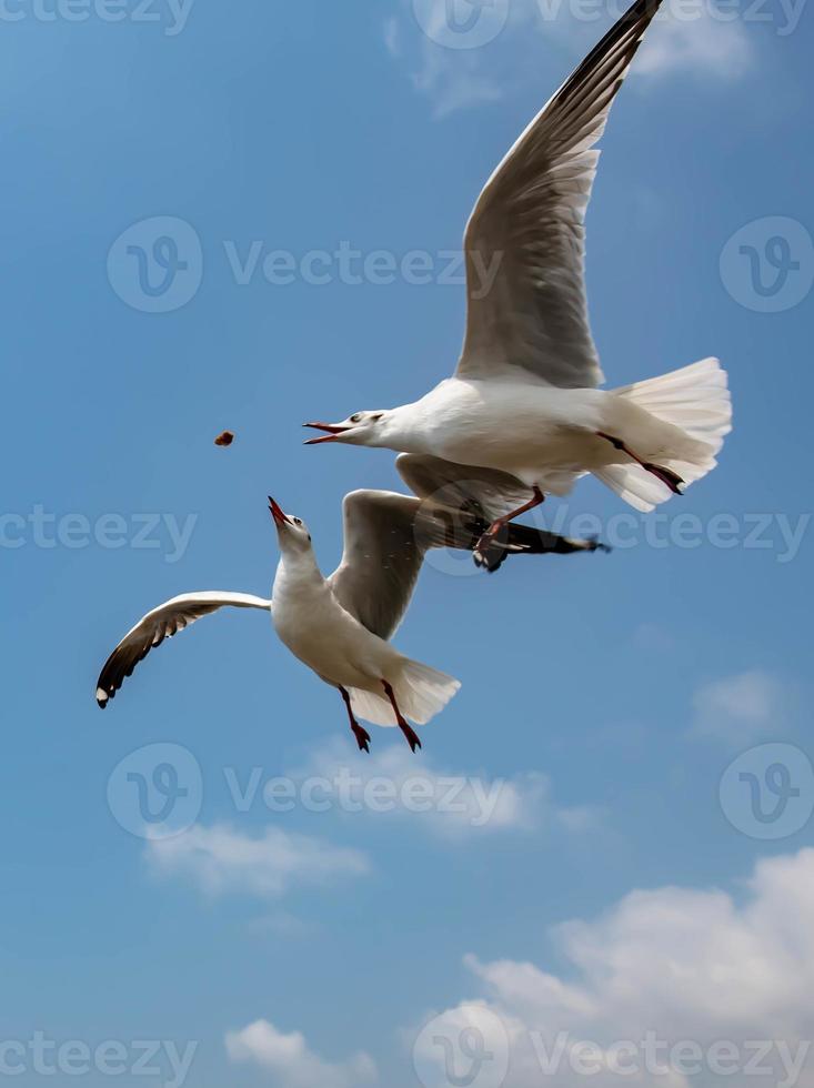 gaviotas volando en el cielo foto