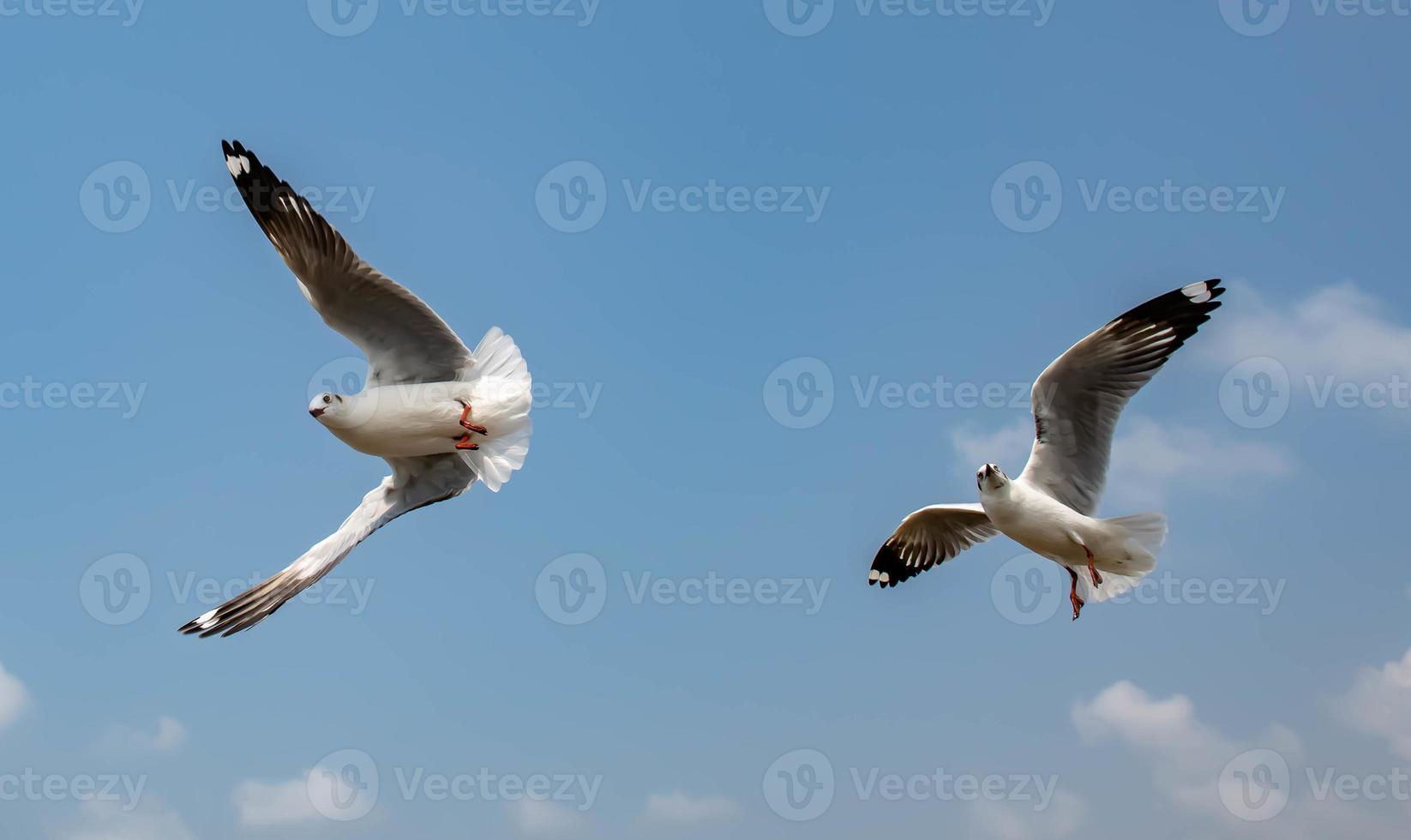 Seagulls flying in the sky photo