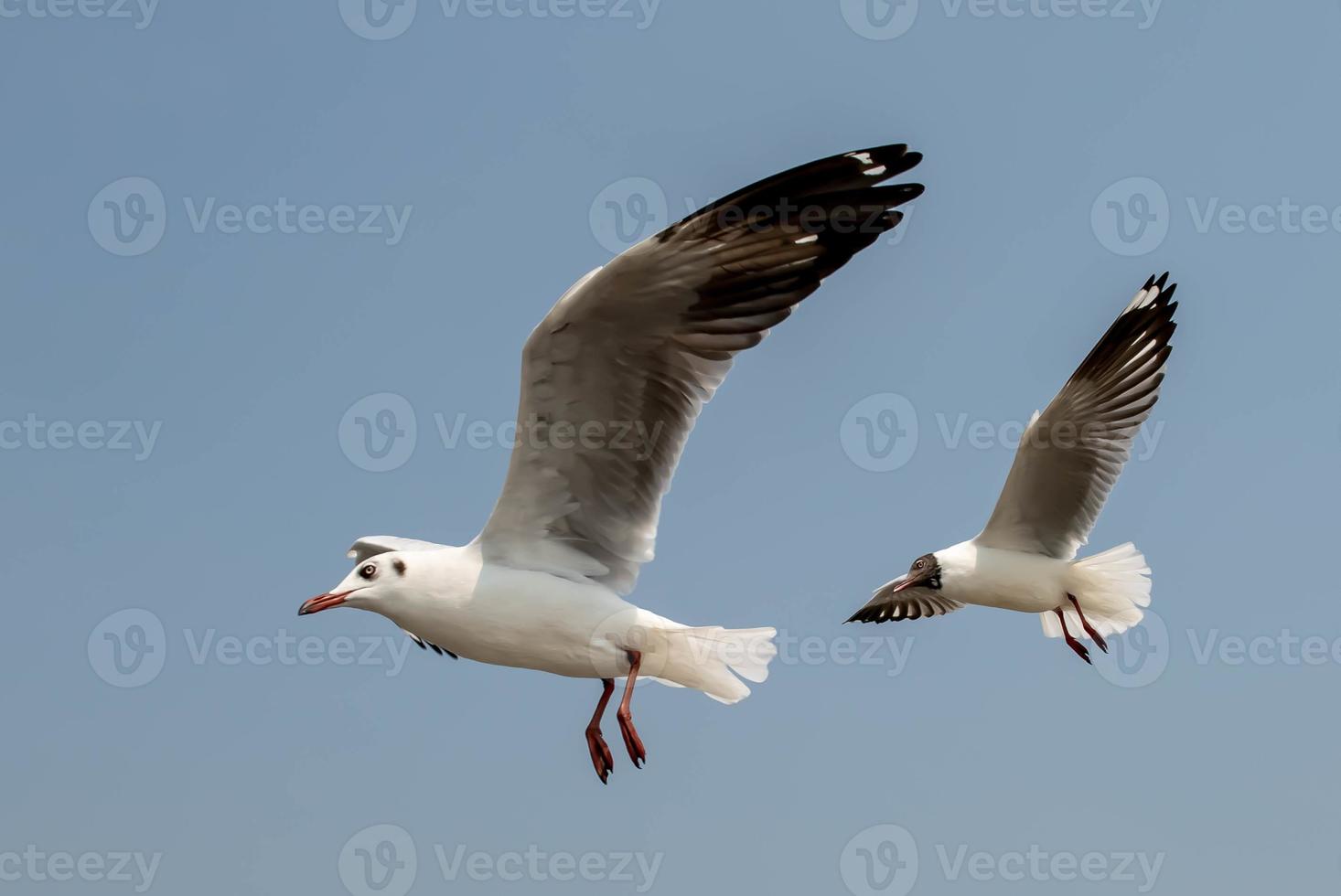 Seagulls flying in the sky photo
