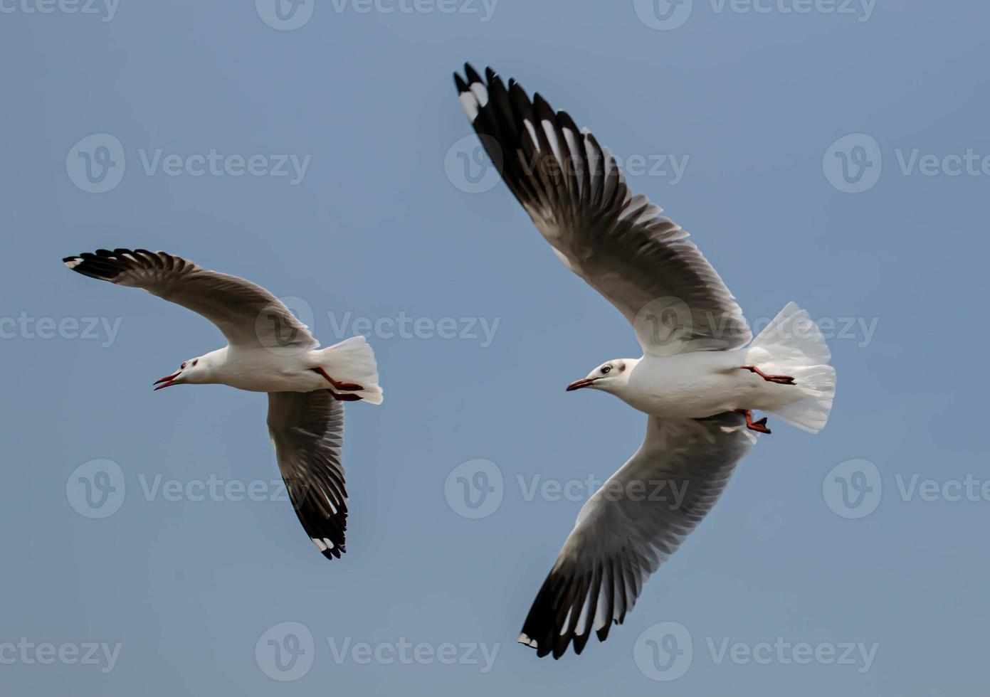 Seagulls flying in the sky photo