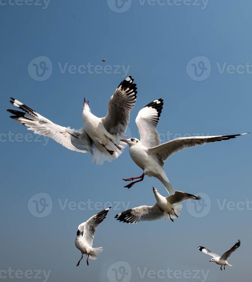 Seagulls flying in the sky photo