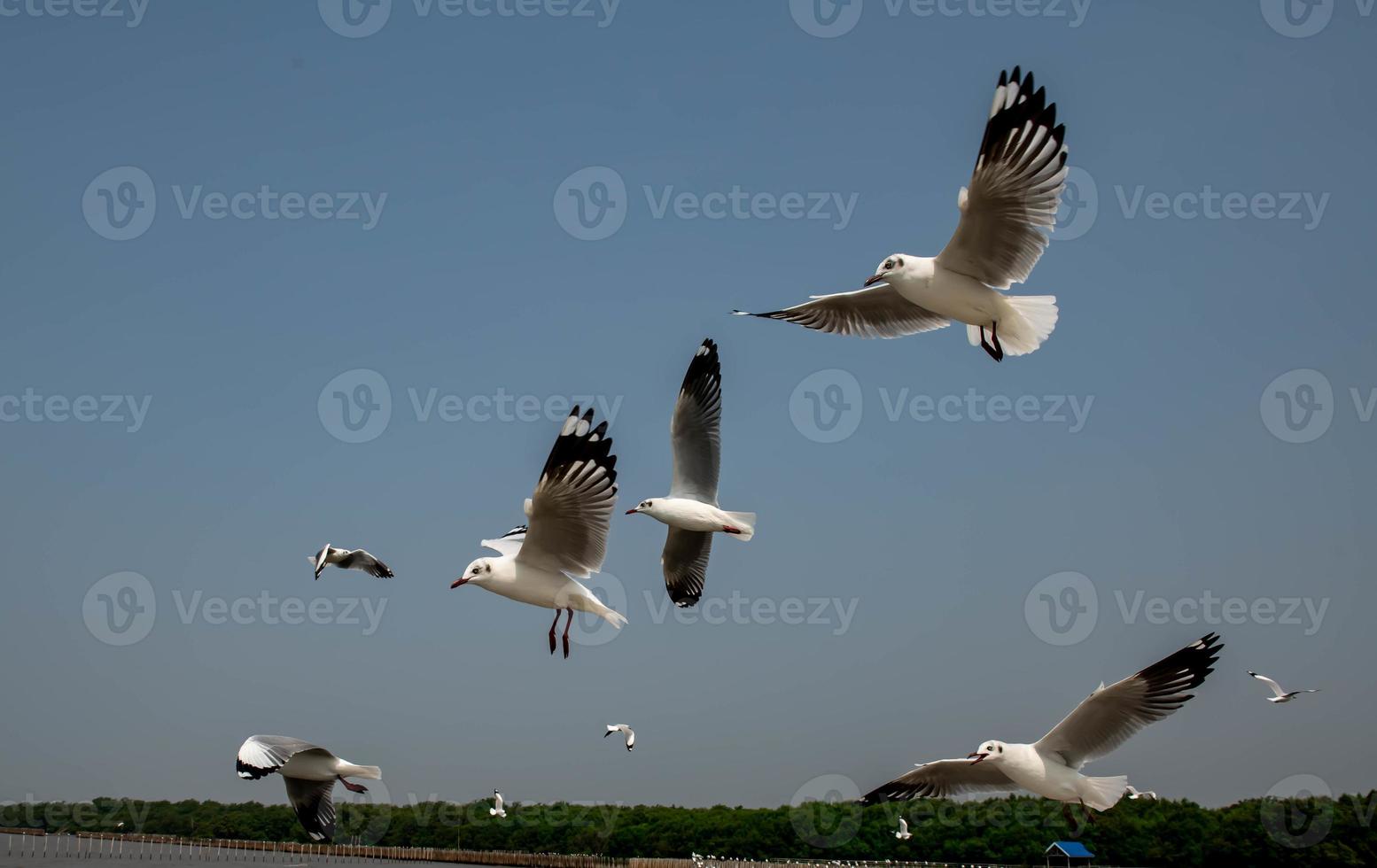 Seagulls flying in the sky photo