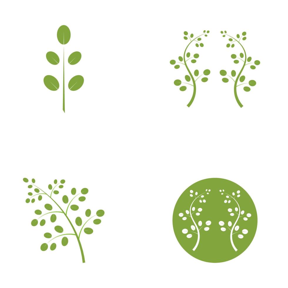 Moringa leaf logo illustration vector design