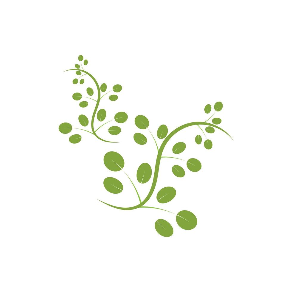 diseño de vector de ilustración de logotipo de hoja de moringa