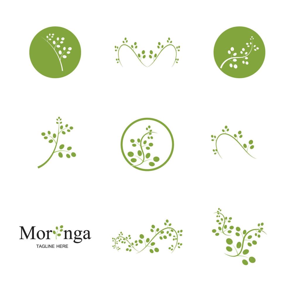 diseño de vector de ilustración de logotipo de hoja de moringa