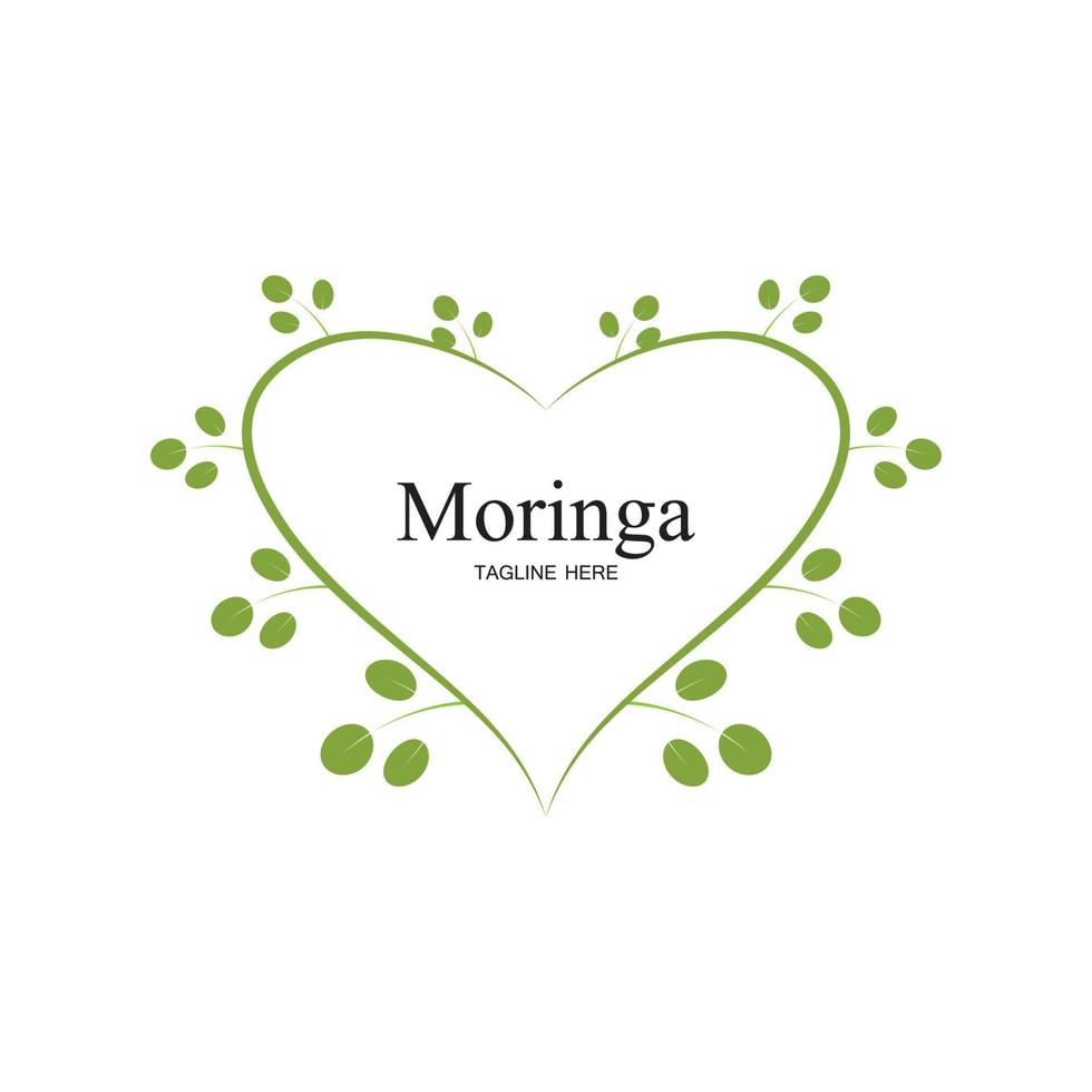 diseño de vector de ilustración de logotipo de hoja de moringa