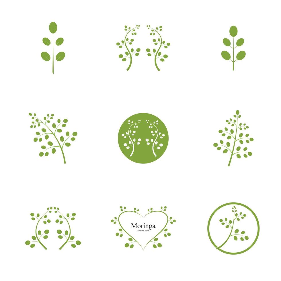Moringa leaf logo illustration vector design