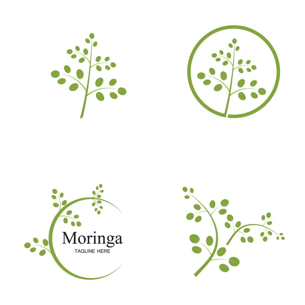 diseño de vector de ilustración de logotipo de hoja de moringa