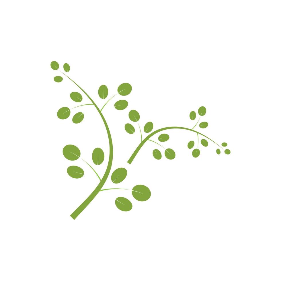 diseño de vector de ilustración de logotipo de hoja de moringa