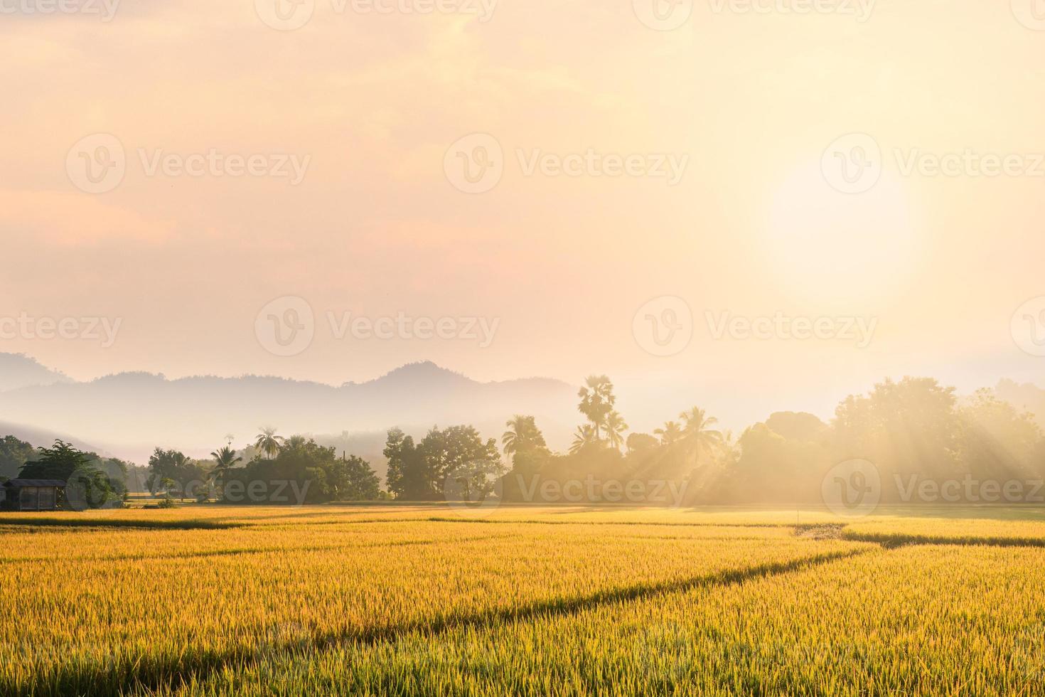 Beautiful morning fog in the rice field background. photo