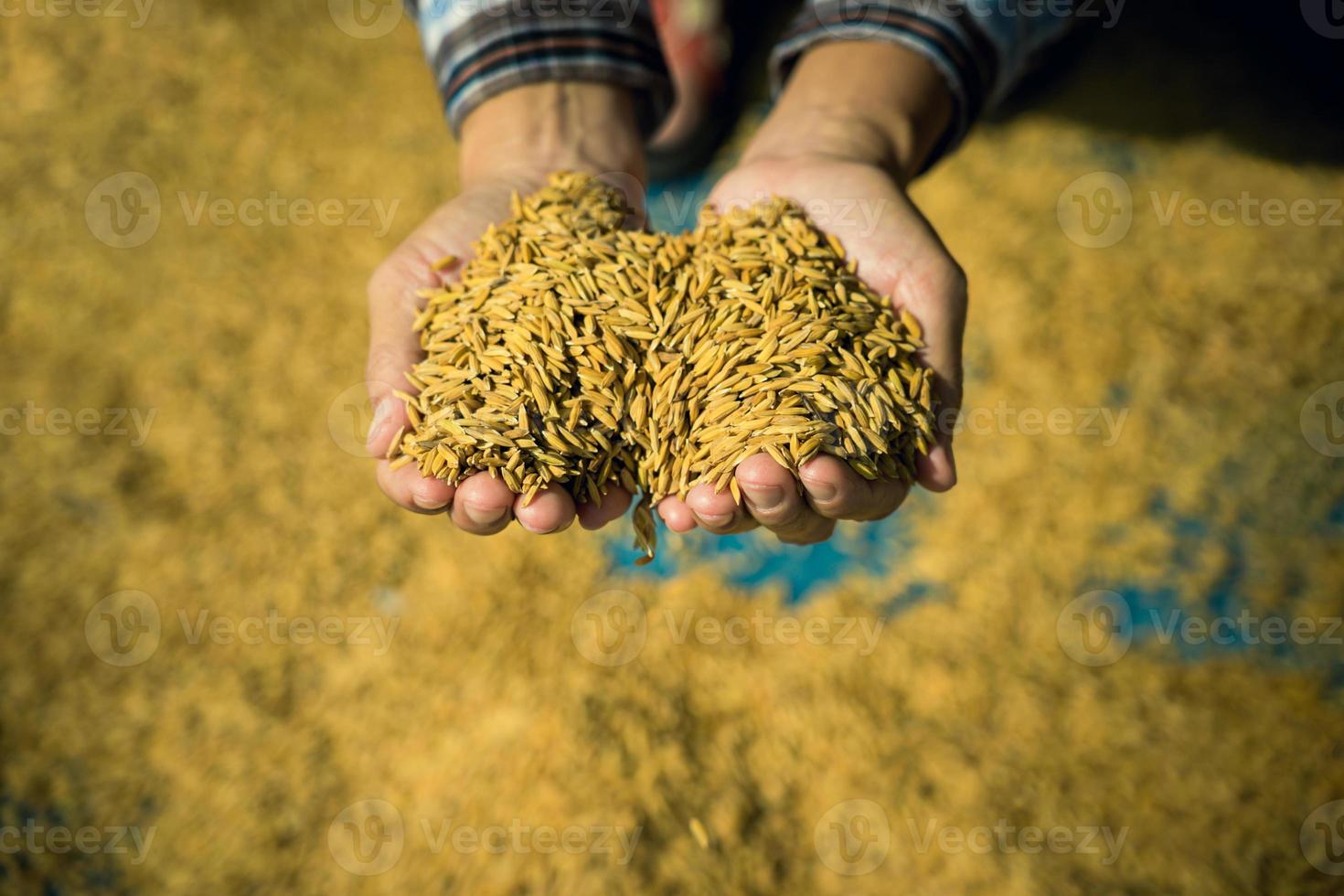 Farmer hold paddy in hands after harvest. photo