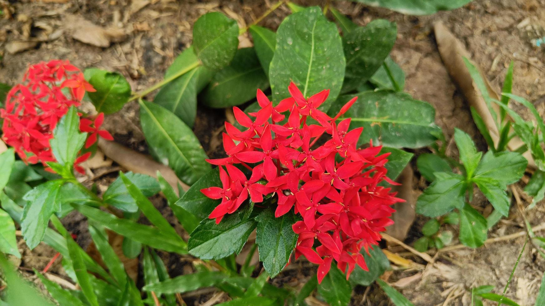 ramo de ixora roja es hermoso foto